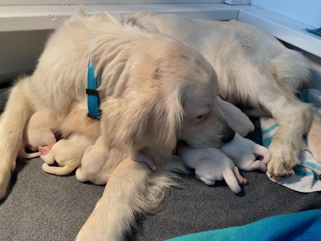 Harley Jane and Pups